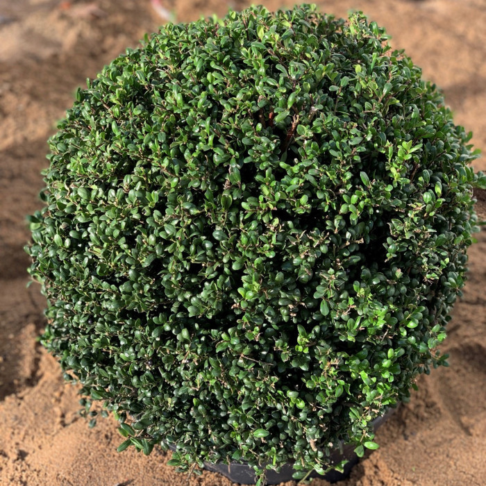 Ilex crenata 'Convexa'