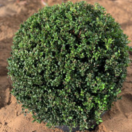 Ilex crenata 'Convexa'