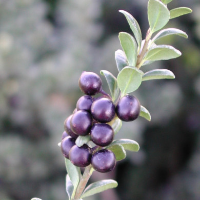 Ilex crenata 'Convexa'