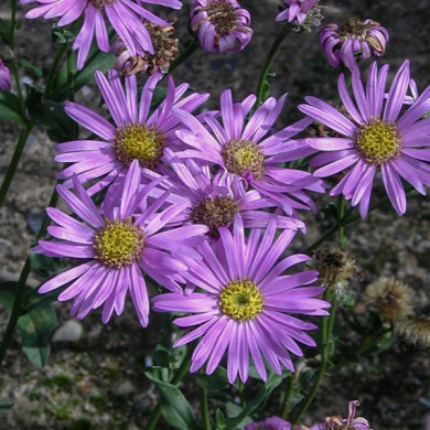 Aster amellus 'Rosa Erfüllung'