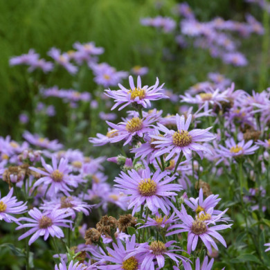 Aster amellus 'Rosa Erfüllung'
