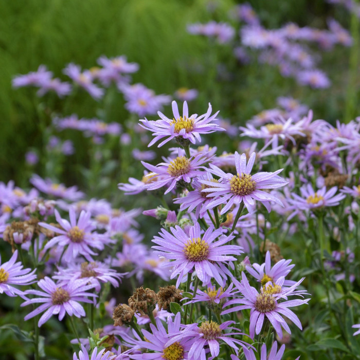 Aster amellus 'Rosa Erfüllung'