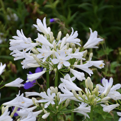 Agapanthus x Pitchoune® White 'turk161'