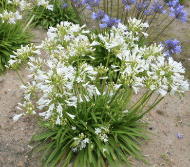 Agapanthus x Pitchoune® White 'turk161'