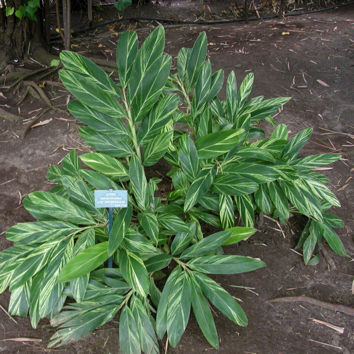 Alpinia zerumbet
