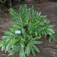 Alpinia zerumbet
