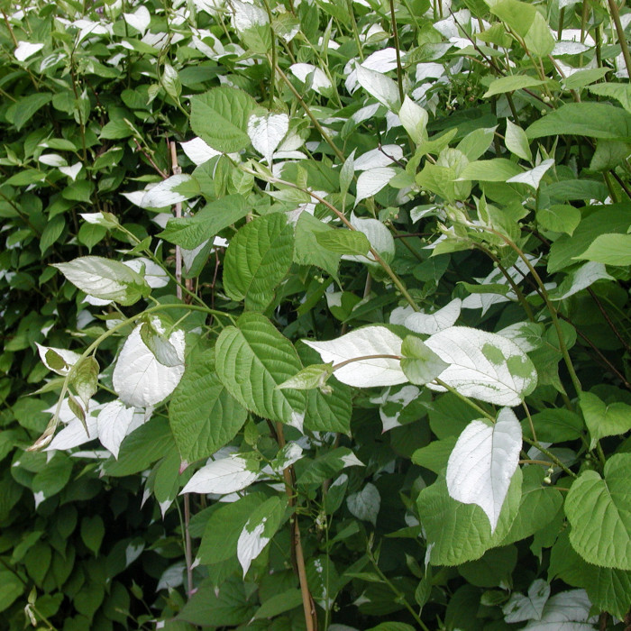 Actinidia kolomikta