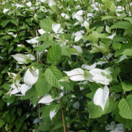 Actinidia kolomikta