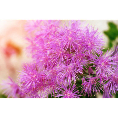 Thalictrum aquilegifolium