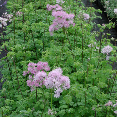 Thalictrum aquilegifolium