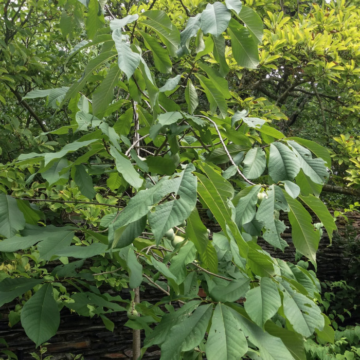 Asiminier 'Sunflower