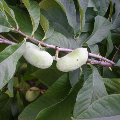 Asiminier 'Sunflower