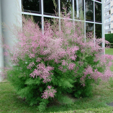 Tamarix ramosissima 'Pink Cascade'