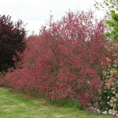 Tamarix ramosissima 'Rubra'