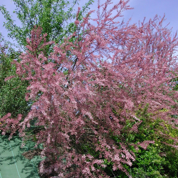 Tamarix tetrandra