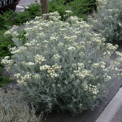 Helichrysum italicum 'Tall Curry'