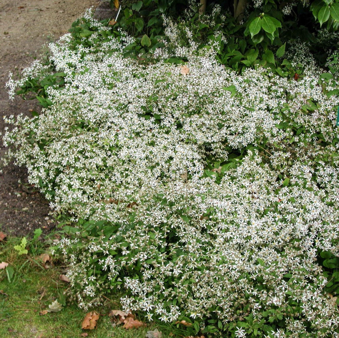 Aster divaricatus 'Beth Chatto'