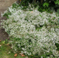 Aster divaricatus 'Beth Chatto'