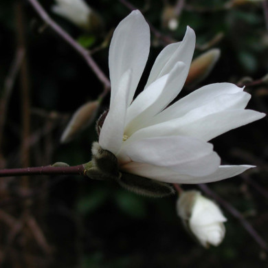 Magnolia kobus