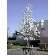 Magnolia kobus