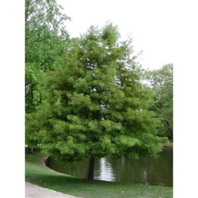 Taxodium distichum