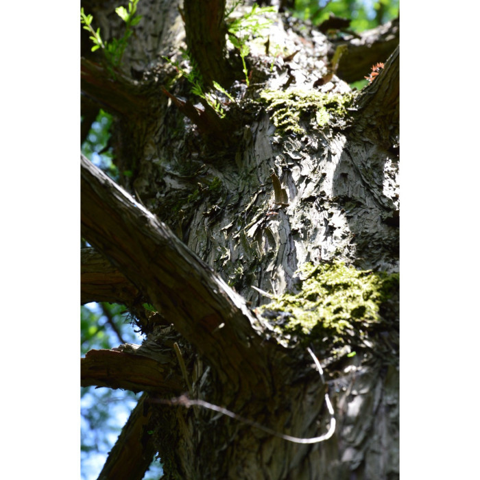 Taxodium distichum