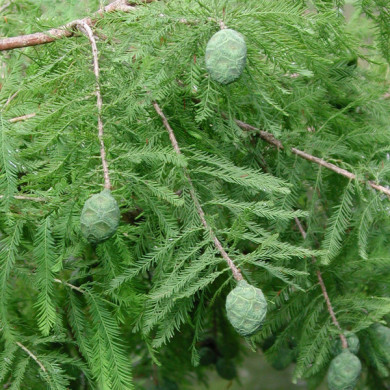 Taxodium distichum