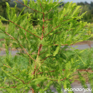 Taxodium distichum
