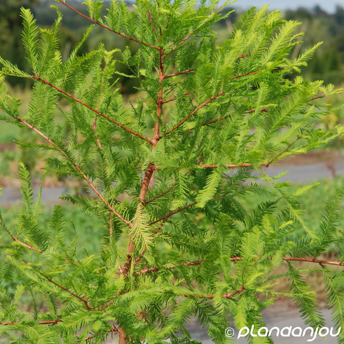 Taxodium distichum