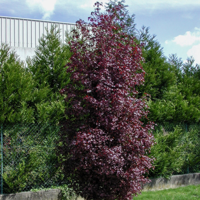 Acer platanoides 'Crimson Sentry'