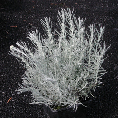 Helichrysum italicum 'Tall Curry'