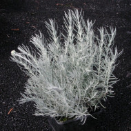 Helichrysum italicum 'Tall Curry'