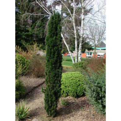 Taxus baccata 'Fastigiata'