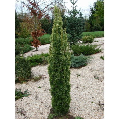 Taxus baccata 'Fastigiata Aurea'