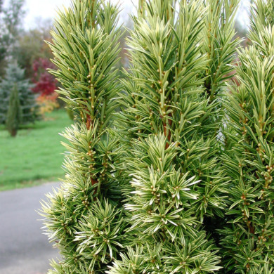 Taxus baccata 'Fastigiata Aurea'