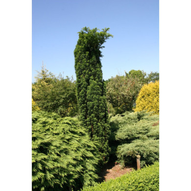 Taxus baccata 'Fastigiata Robusta'