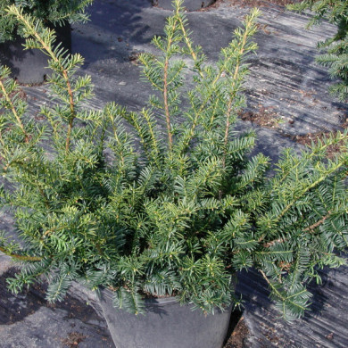 Taxus baccata 'Repandens'