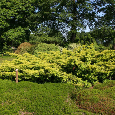 thuja smaragd niederlande Thuja occidentalis 'Smaragd' auf Stamm