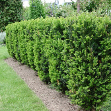 Taxus x media 'Strait Hedge'