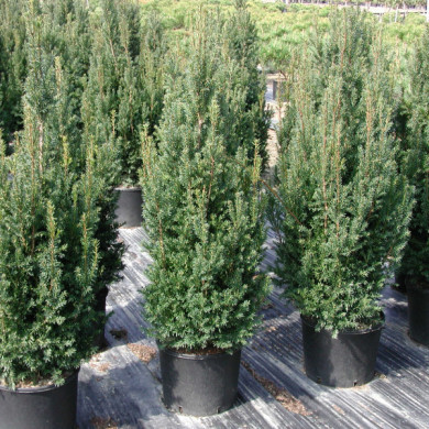 Taxus x media 'Strait Hedge'
