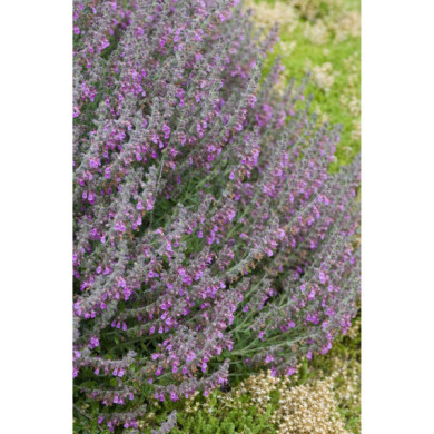 Teucrium x lucidrys