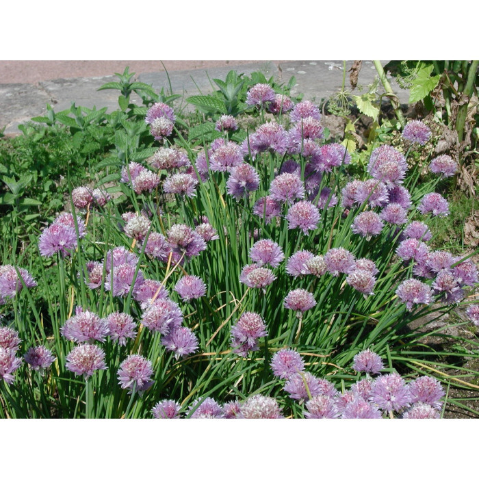 Allium tuberosum