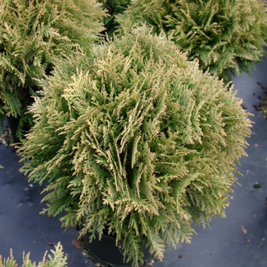 Thuja occidentalis 'Golden Globe'