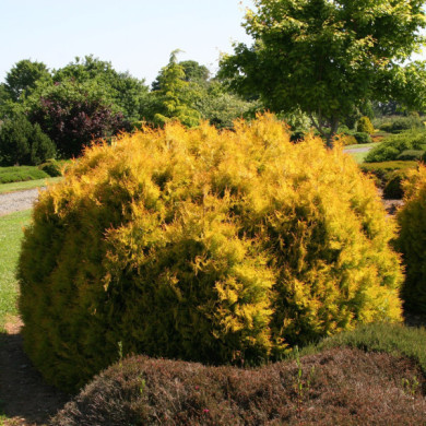 Thuja occidentalis 'Rheingold'