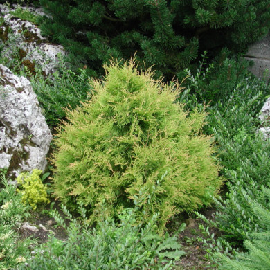 Thuja occidentalis 'Rheingold'