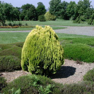 Thuja orientalis 'Aurea Nana'