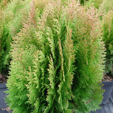 Thuja orientalis 'Aurea Nana'