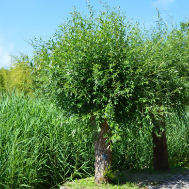 Salix alba