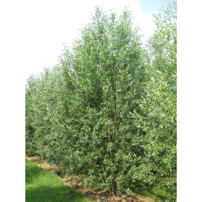 Salix alba