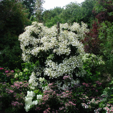 Schizophragma hydrangeoides 'Moonlight'